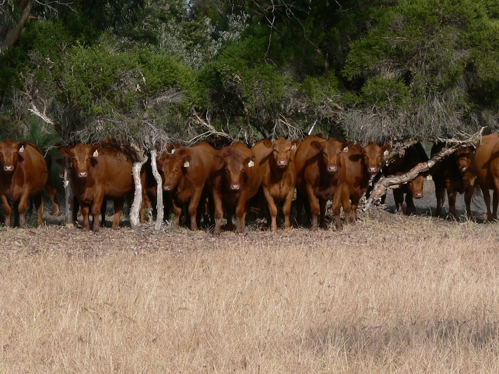 Tronar Red Angus | 1769 Beermullah Road, West Beermullah WA 6503, Australia | Phone: (08) 9655 3020