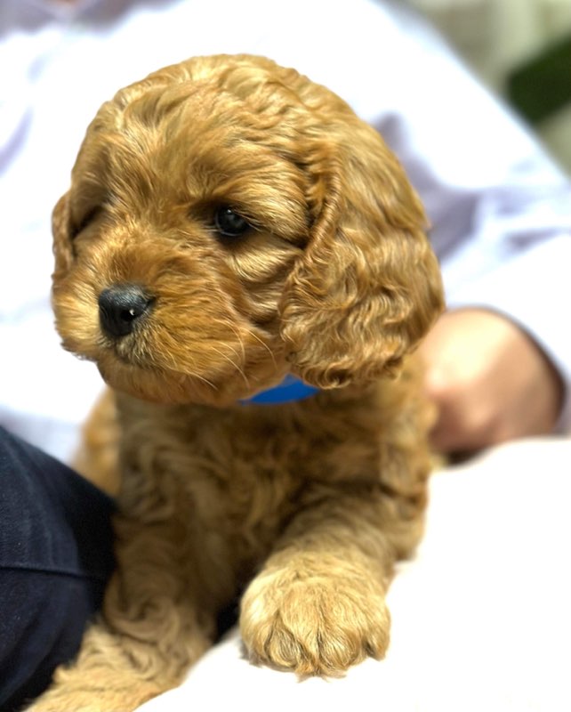 Prestige Stud Dog Services - Cavalier & Poodle Studs | Diggers Rest-Coimadai Rd, Toolern Vale VIC 3337, Australia | Phone: 0421 897 855