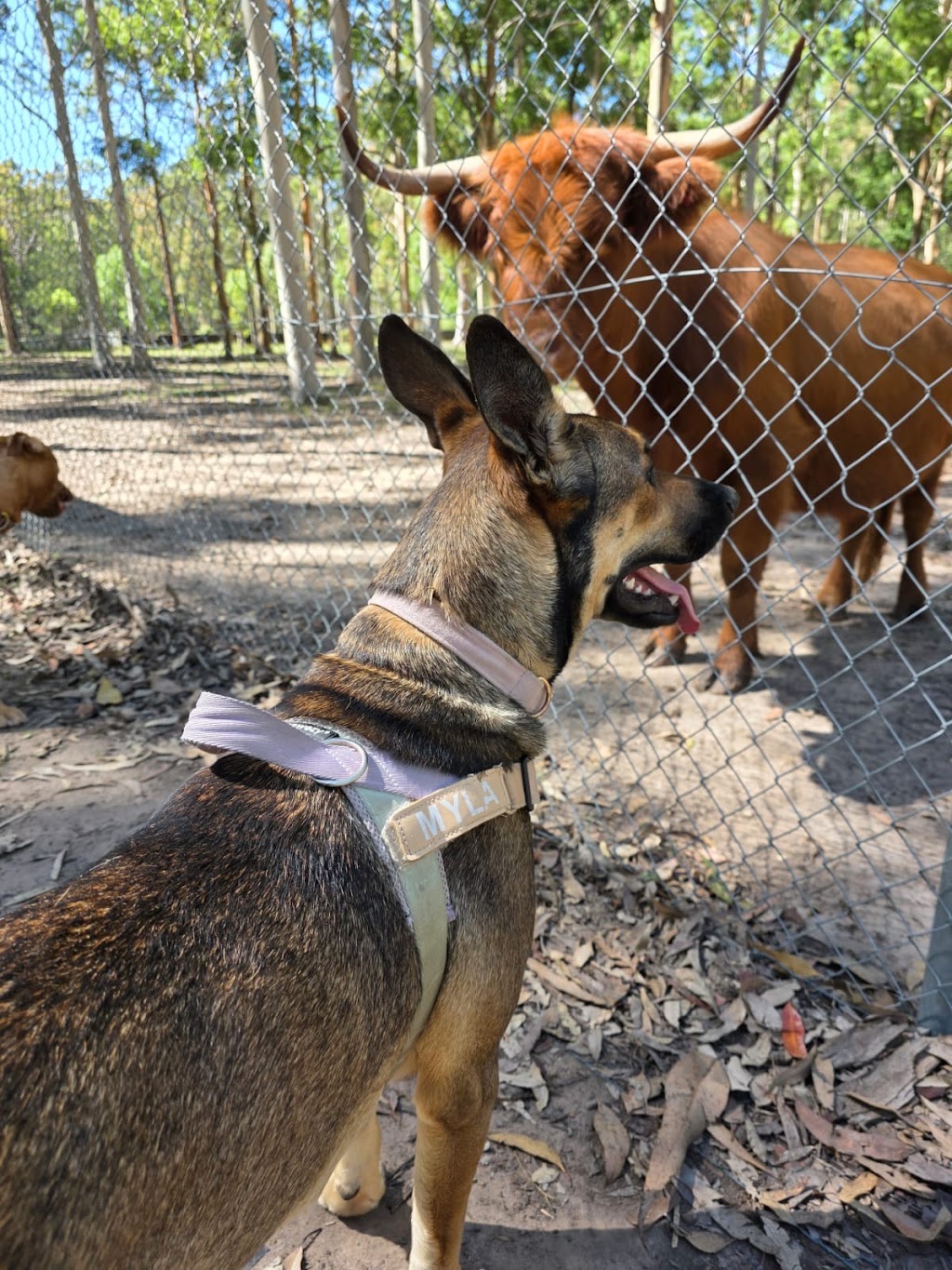 20 lucky dogs | Woods Rd, Jilliby NSW 2259, Australia | Phone: 0432 913 733