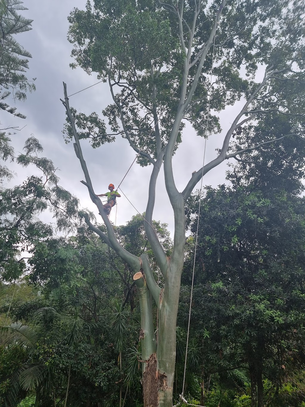 Mint Tree Lopping and Garden Landscaps | 10, Palm Beach QLD 4221, Australia | Phone: 0409 039 117