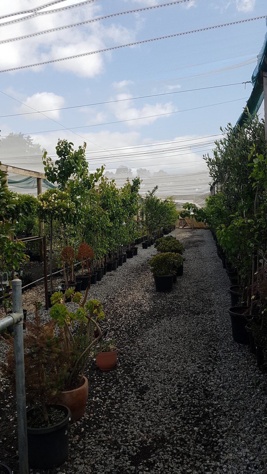 Bacchus Marsh Seedling Farm Nursery & Cafe | 2C Holts Ln, Darley VIC 3340, Australia | Phone: 0419 368 801