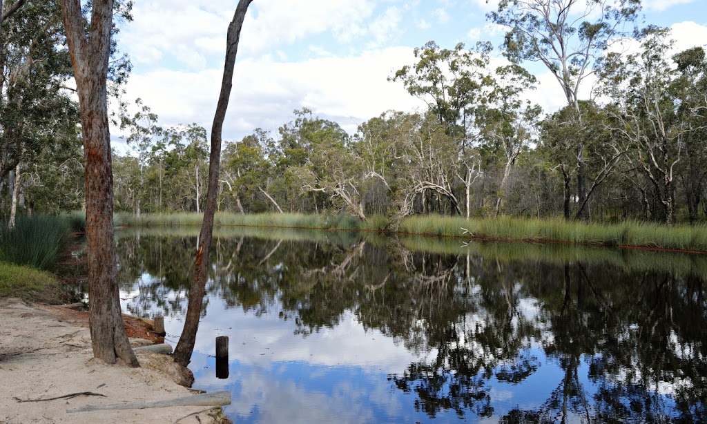 Wongi State Forest | Queensland, Australia