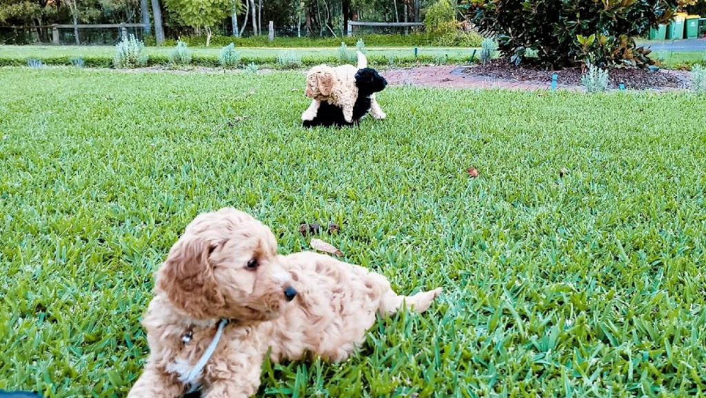 Daisydoodles Labradoodles |  | 61 Rebecca Dr, Chambers Flat QLD 4133, Australia | 0433311946 OR +61 433 311 946
