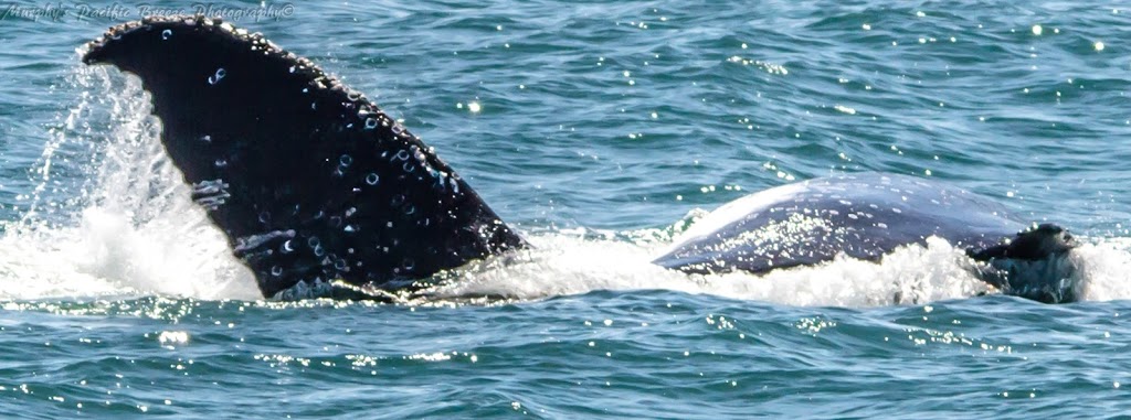 Bundaberg Whale Watching |  | Burnett Heads QLD 4670, Australia | 1800399942 OR +61 1800 399 942