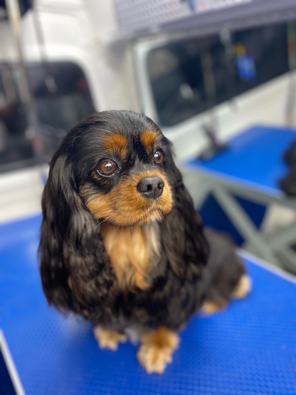 Boutique Tails Dog Grooming | 4 Laurette Ave, San Remo VIC 3925, Australia | Phone: (03) 5922 4356