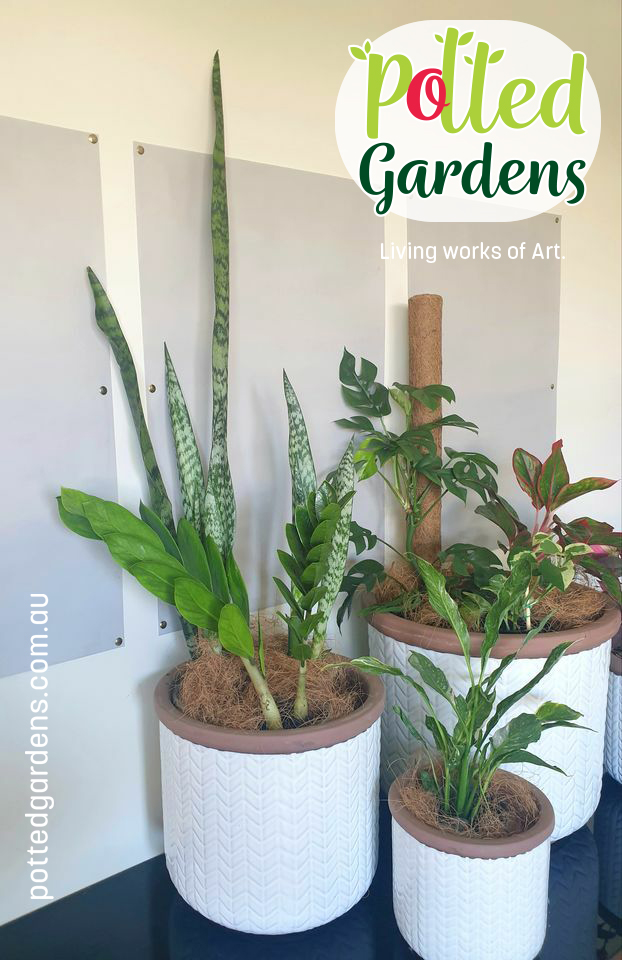 Potted Gardens | 27 Elderflower Cct, Griffin QLD 4503, Australia | Phone: 0424 640 277