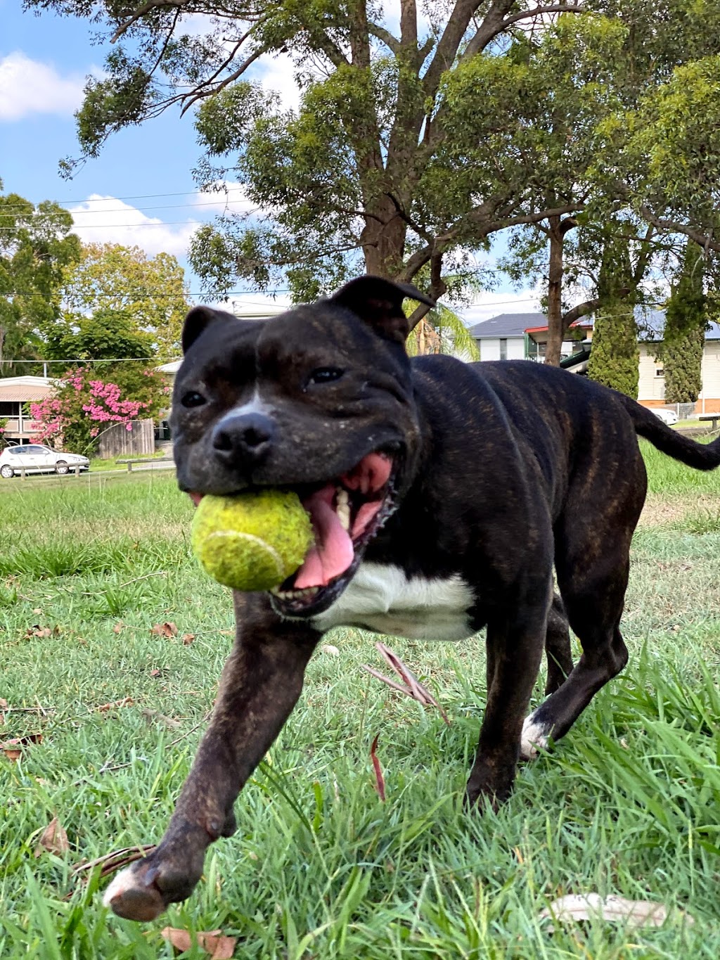 Bradbury Park Dog Off-Leash Area | Kedron QLD 4031, Australia