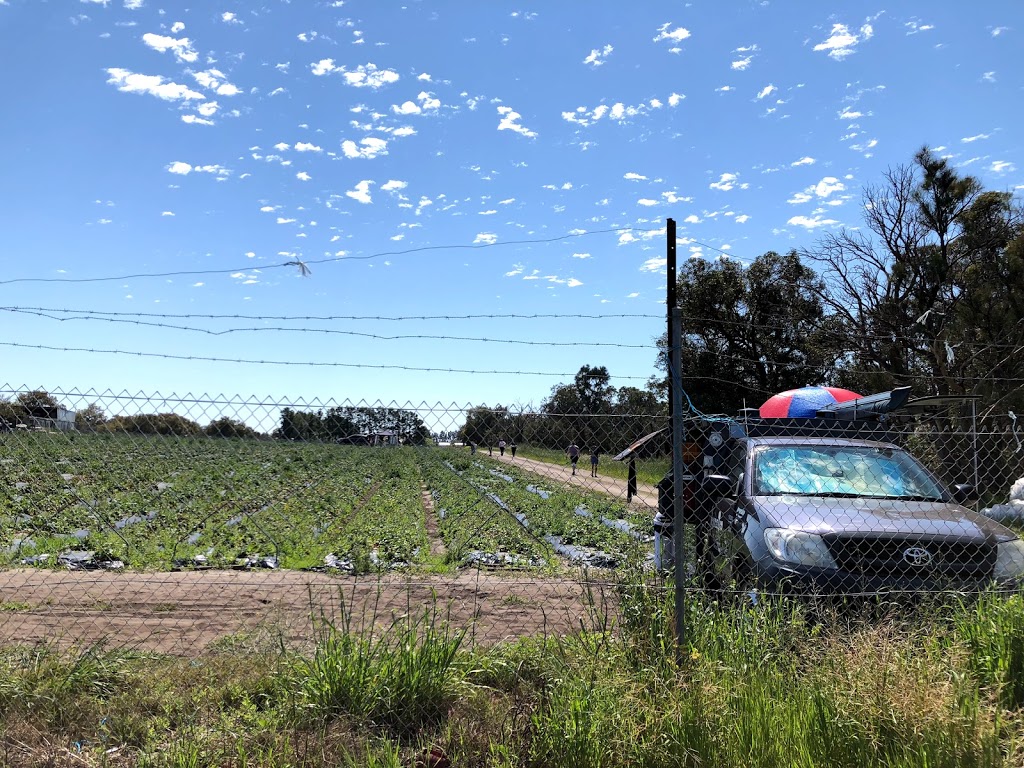 Hoang Le’s Strawberries | 30 Nicholas Rd, Wanneroo WA 6065, Australia | Phone: 0433 717 260