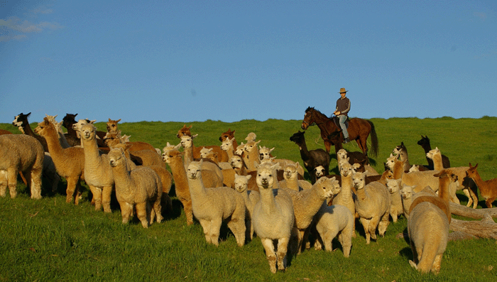 Stansbury Alpacas | 1927D North East Road, Inglewood SA 5133, Australia | Phone: 0408 085 916