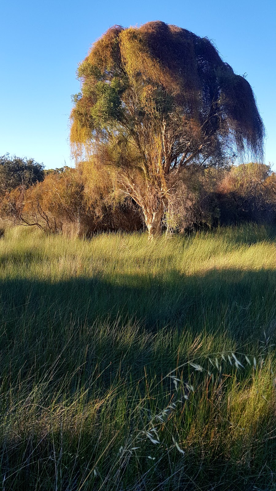 Black Swan Lake Park | Lakelands WA 6180, Australia