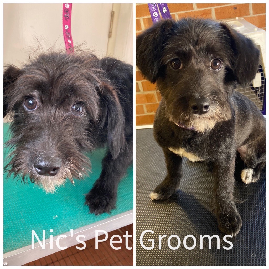 Nics Pet Grooms |  | 136 Heritage Way, Glen Alpine NSW 2560, Australia | 0478181322 OR +61 478 181 322