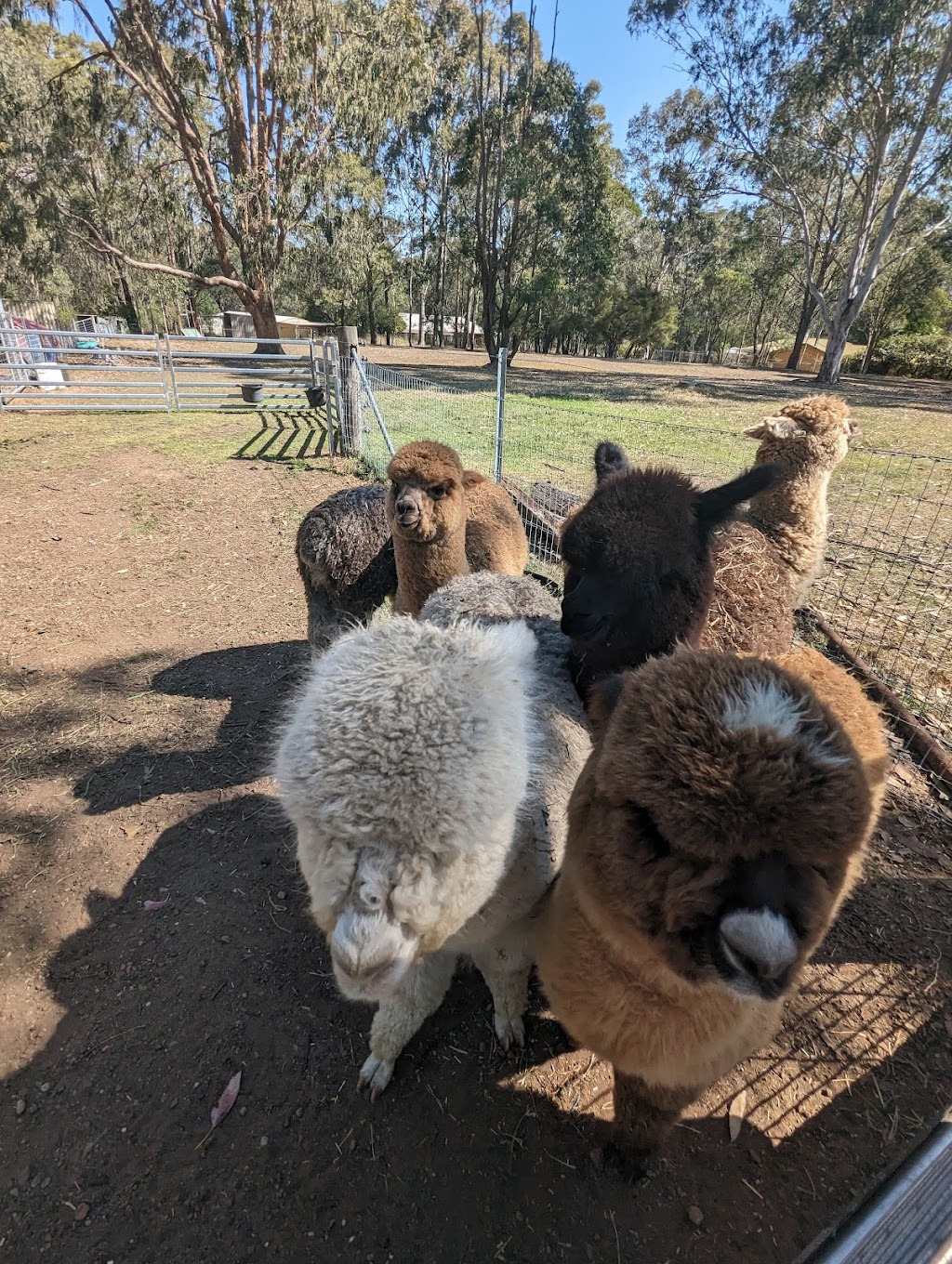 Gumnut Valley Alpacas | 456 Butterwick Rd, Butterwick NSW 2321, Australia | Phone: 0415 855 040
