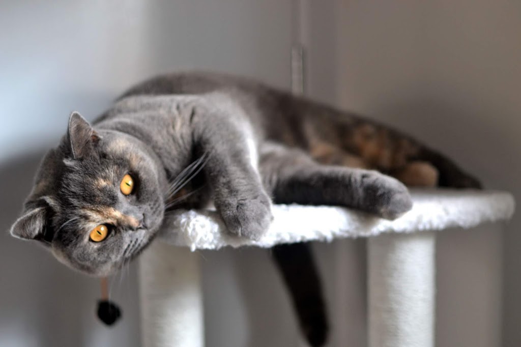 British Shorthair Cyclard Breeder | 5 Botany Ct, Clarinda VIC 3169, Australia | Phone: (03) 9544 6436