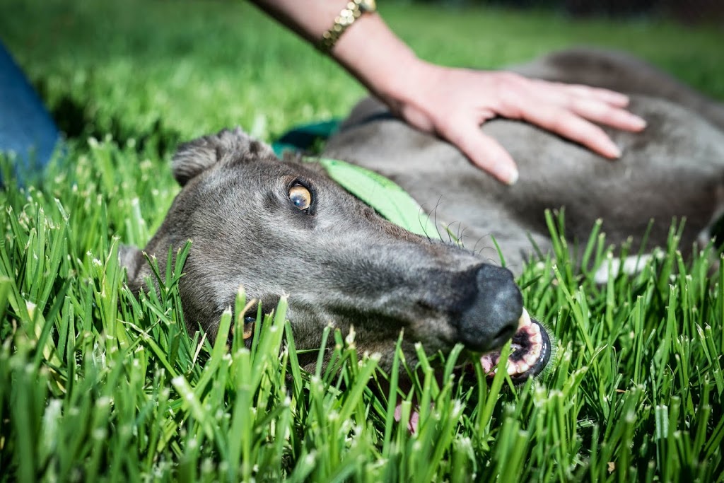 Greyhound Adoption Program | 298 Goulburn Valley Hwy, Seymour VIC 3660, Australia | Phone: (03) 5799 0166