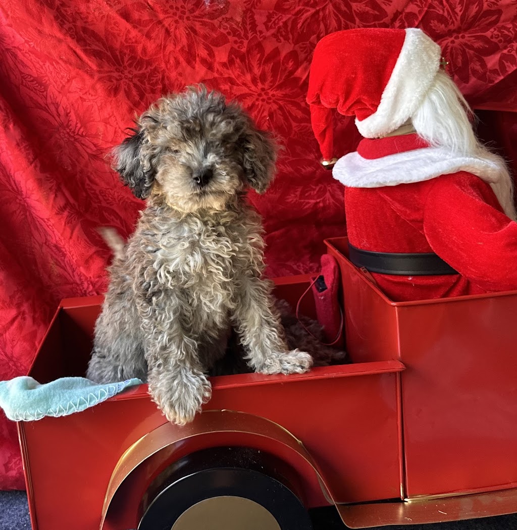 Sirrandi poodles and oodles | Mount Tarampa Rd, Mount Tarampa QLD 4311, Australia | Phone: 0489 020 024