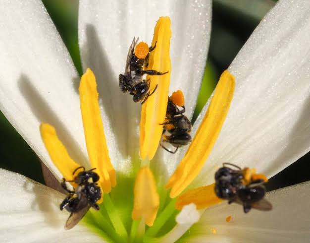 Tetra Native Bees | 49-51 Fleet St, Burpengary East QLD 4505, Australia | Phone: 0449 764 140