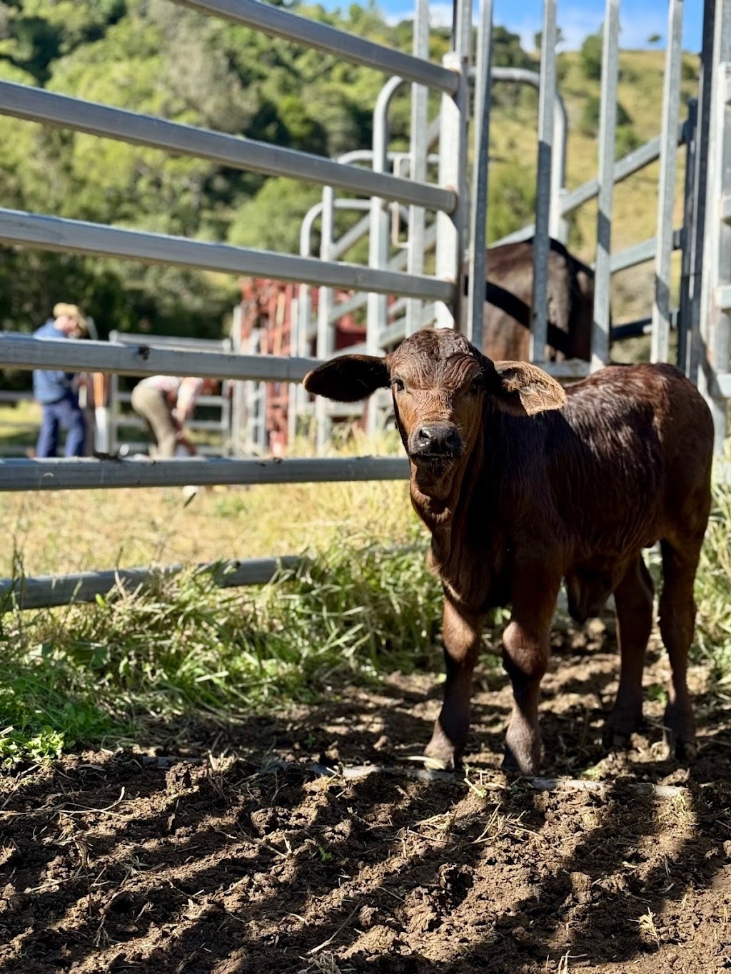 Greenhollow Brangus | Koplick Rd, Running Creek QLD 4287, Australia | Phone: 0403 054 845