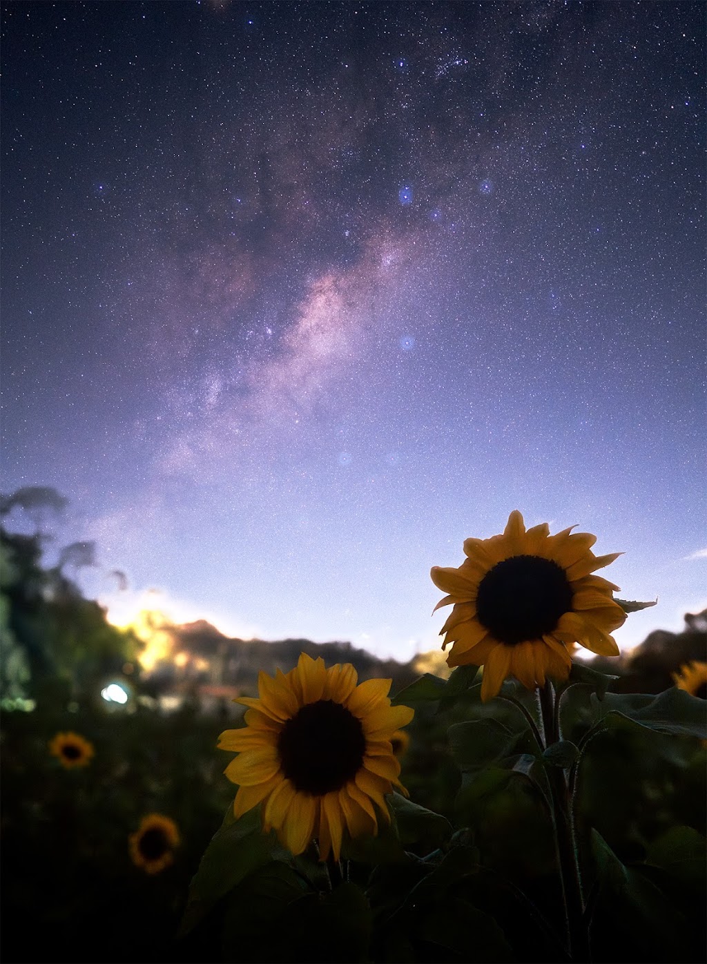 The Bloom Barn Farm | 1154 Peats Ridge Rd, Peats Ridge NSW 2250, Australia | Phone: 0455 246 789