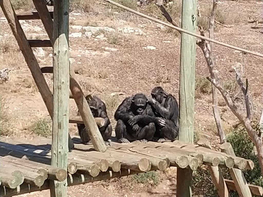 Chimpanzee Enclosure | zoo | Monarto SA 5254, Australia