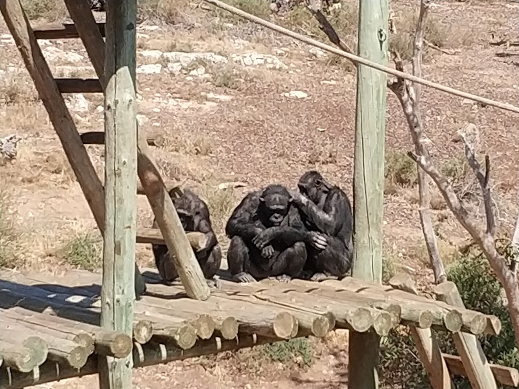 Chimpanzee Enclosure | Monarto SA 5254, Australia