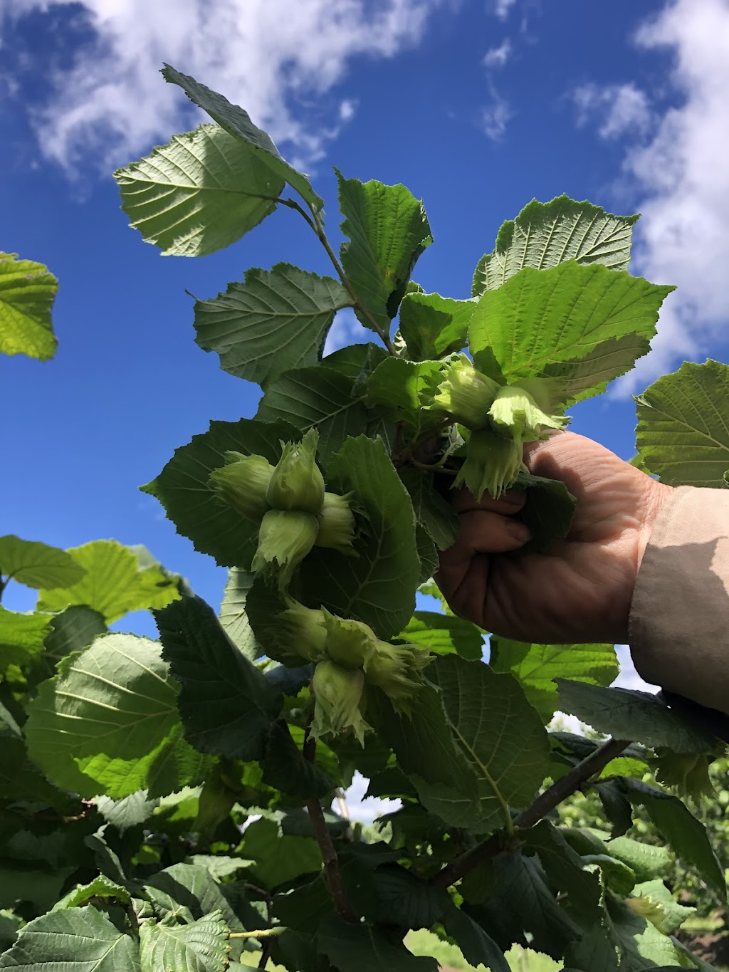 Rainbow Creek Nuts | 72 Weir Rd, Cowwarr VIC 3857, Australia | Phone: 0458 220 122