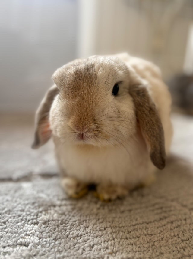 Bunny Bunks | Bateau Bay Rd, Bateau Bay NSW 2261, Australia | Phone: 0404 686 528