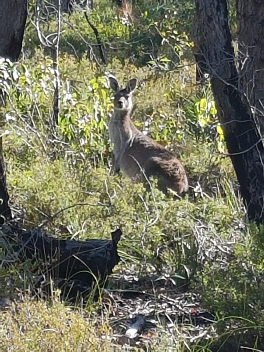 Kalamunda National Park | park | Schipp Rd, Piesse Brook WA 6076, Australia | 0892906100 OR +61 8 9290 6100