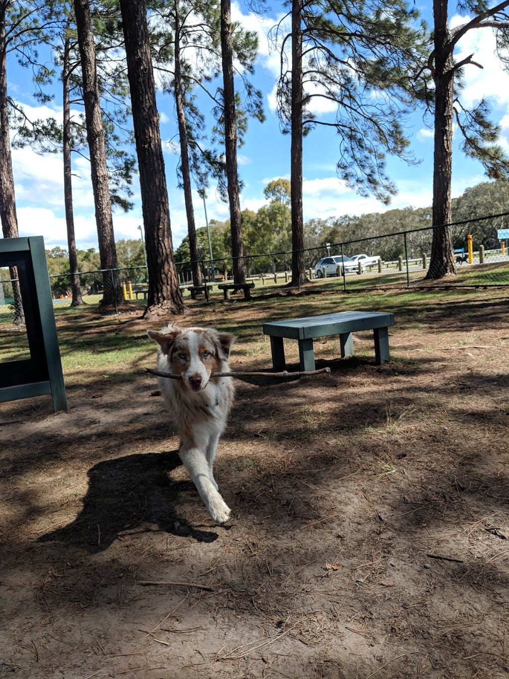Pizzey Offleash Dog Area | park | 24 Pizzey Dr, Mermaid Waters QLD 4218, Australia