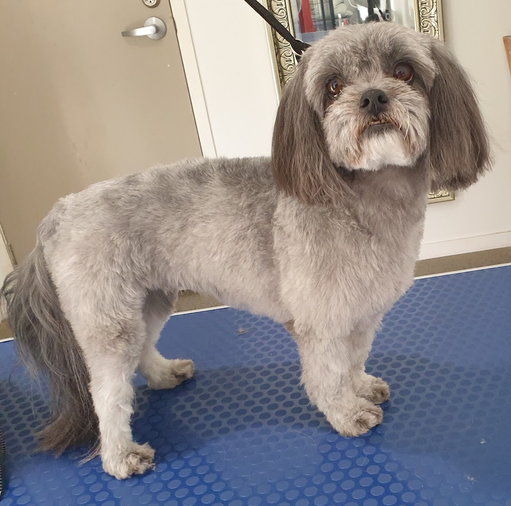 Fab Fur Dog Grooming | Candy Creek Rd, Guanaba QLD 4210, Australia | Phone: 0420 859 751