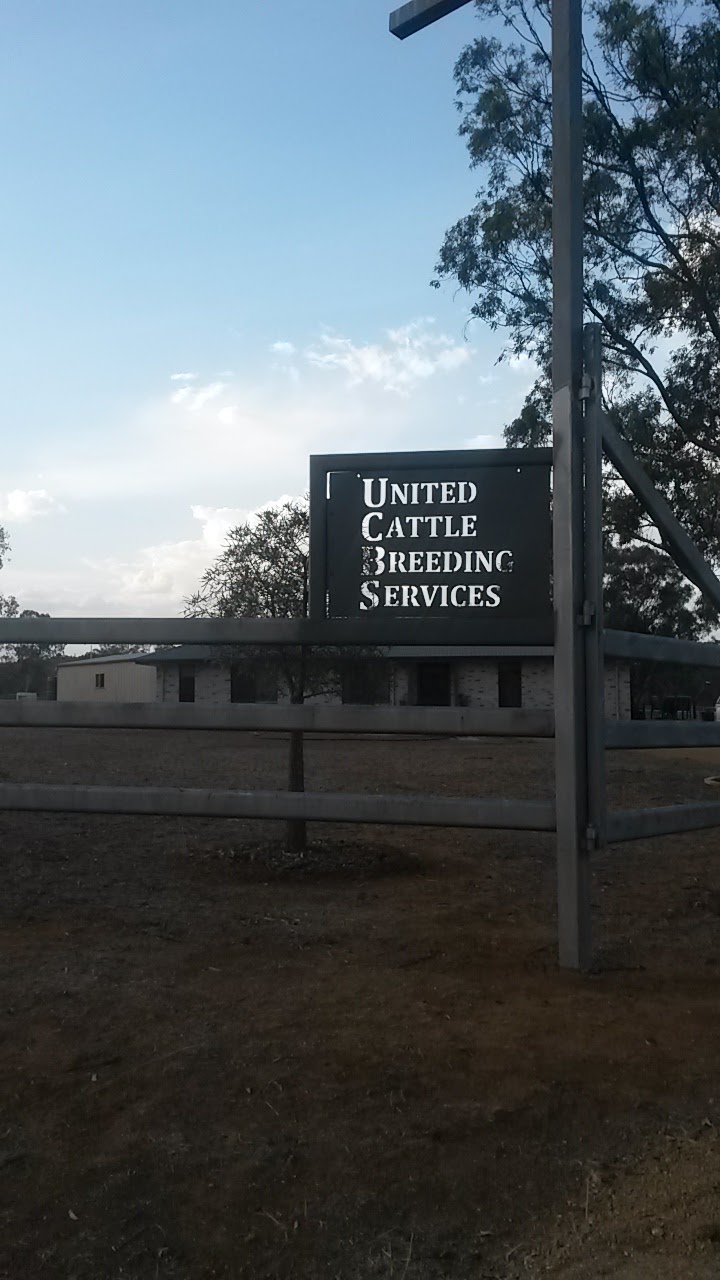 United Cattle Breeding Service - Semen & Liquid Nitrogen Sales | storage | 108 Mount Lookout Rd, Deuchar QLD 4362, Australia | 0448292707 OR +61 448 292 707