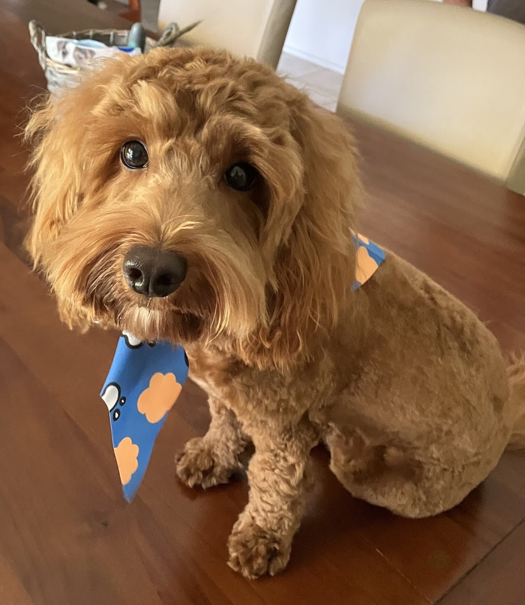 Furry Friendz - Personalised Dog Grooming | 14 Sycamore St, Redland Bay QLD 4165, Australia | Phone: 0459 129 289