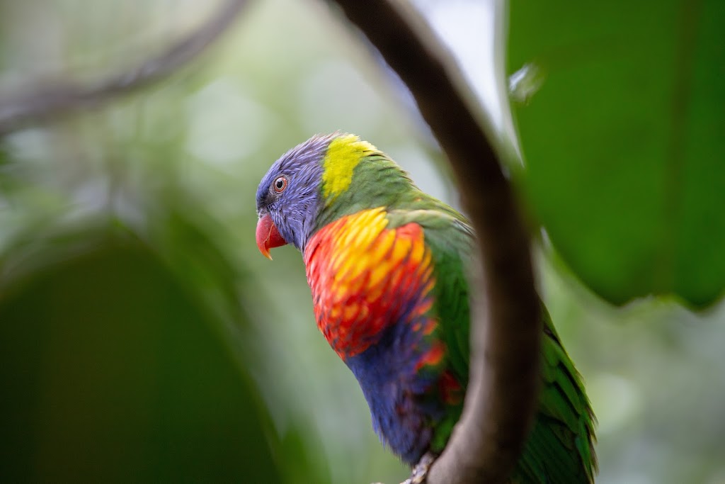 Murphys Ridge | 1043 Murphys Creek Rd, Murphys Creek QLD 4352, Australia | Phone: 1300 657 646