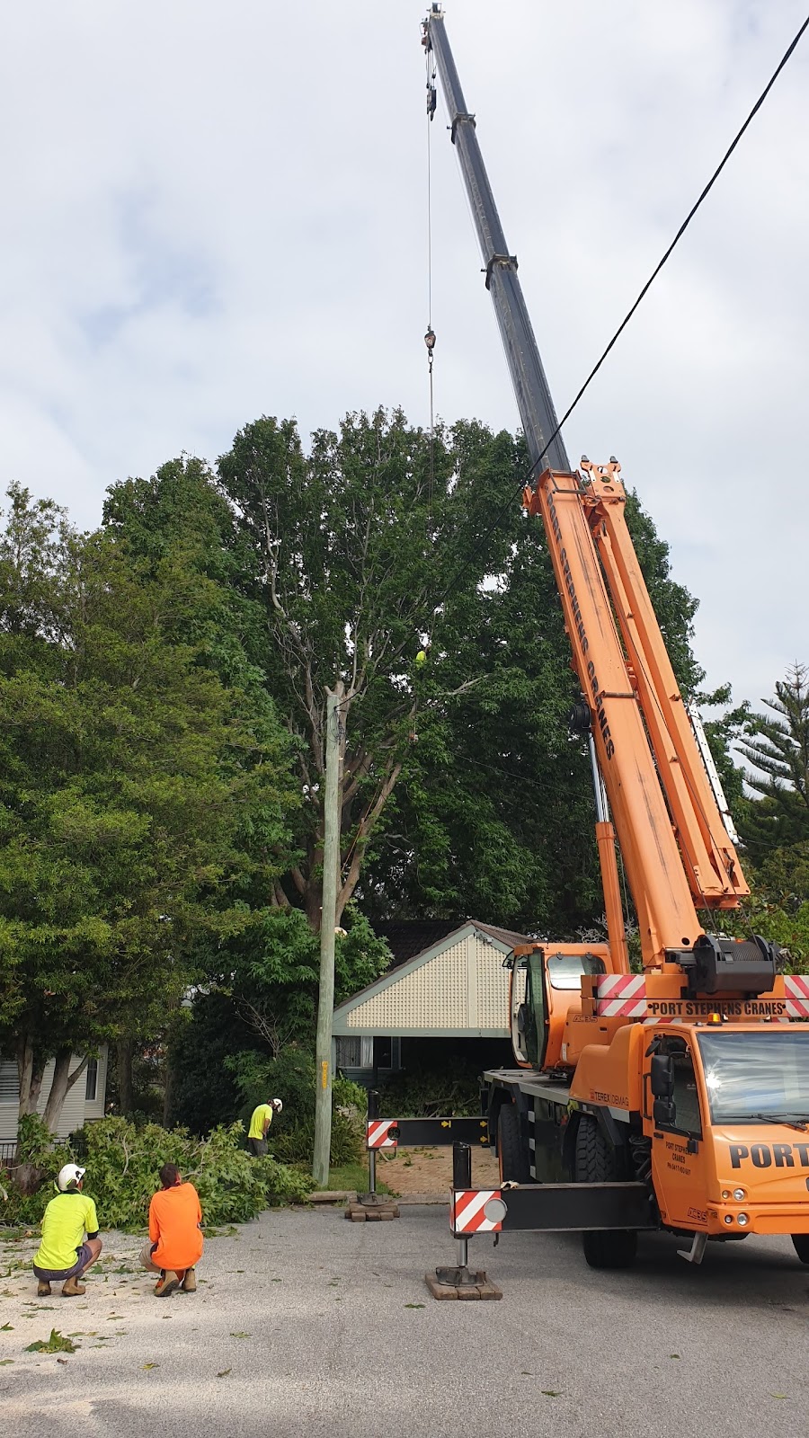 NATIVE TREE SERVVICES | 343 Cabbage Tree Rd, Williamtown NSW 2318, Australia | Phone: 0422 174 966