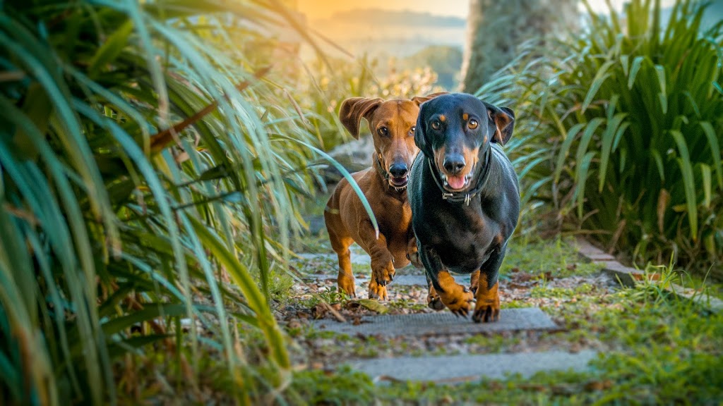 Country Lane Portraits | 76 Palmwoods Rd, Palmwoods NSW 2482, Australia | Phone: (02) 6684 5073