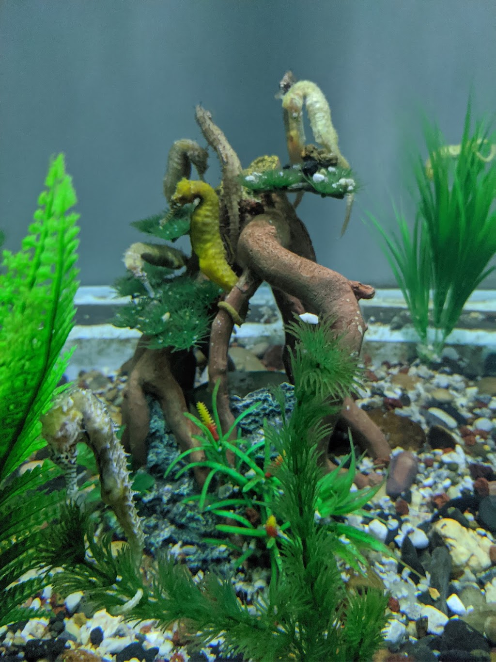 Seahorse World | tourist attraction | 200 Flinders St, Beauty Point TAS 7270, Australia | 0363834111 OR +61 3 6383 4111