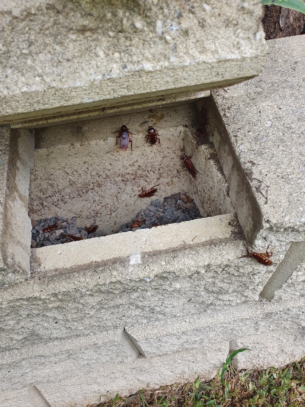 Master Kill Pest Control Maitland | S Seas Dr, Ashtonfield NSW 2323, Australia | Phone: 0447 342 230