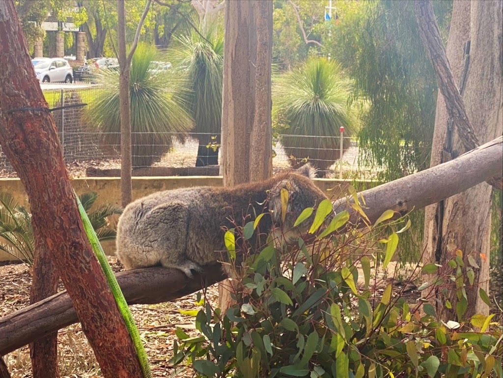 Treetops Adventure Yanchep | Yanchep National Park, Ghost House Rd, Yanchep WA 6035, Australia | Phone: 0455 421 312