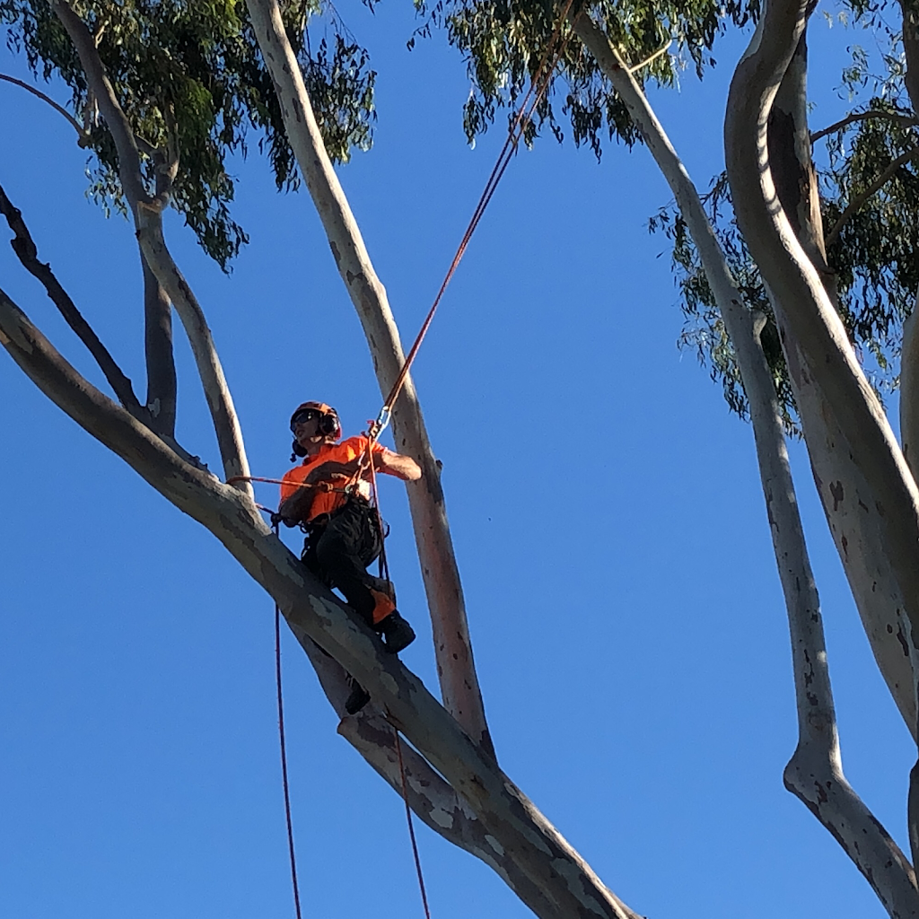 Capalaba Tree Removal |  | 2929 Old Cleveland Rd, Capalaba QLD 4157, Australia | 0736678070 OR +61 7 3667 8070