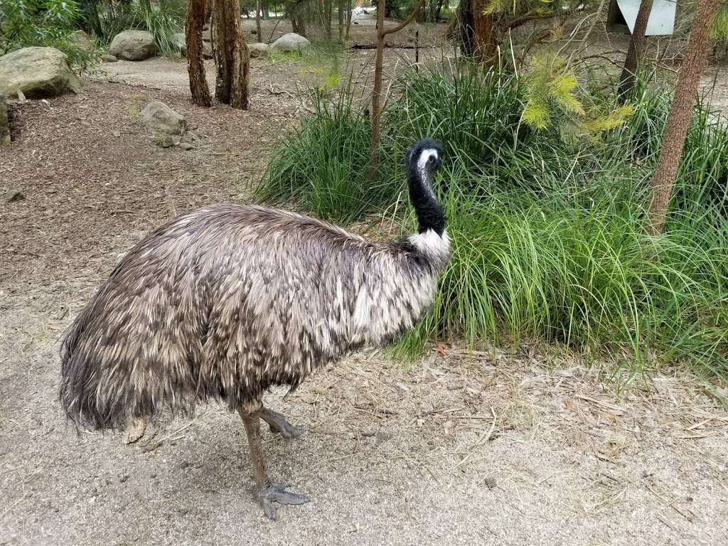 Healesville Sanctuary | Badger Creek Rd, Badger Creek VIC 3777, Australia | Phone: 1300 966 784