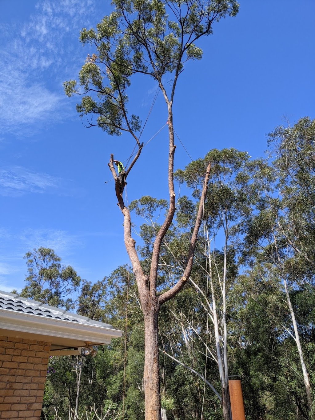 Gold Coast Tree Loppers | Helensvale QLD 4212, Australia | Phone: 0411 722 434