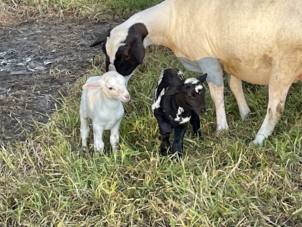 Whipbird Creek Farm | 114 Parukala Rd, Mangrove Mountain NSW 2250, Australia | Phone: 0418 890 667