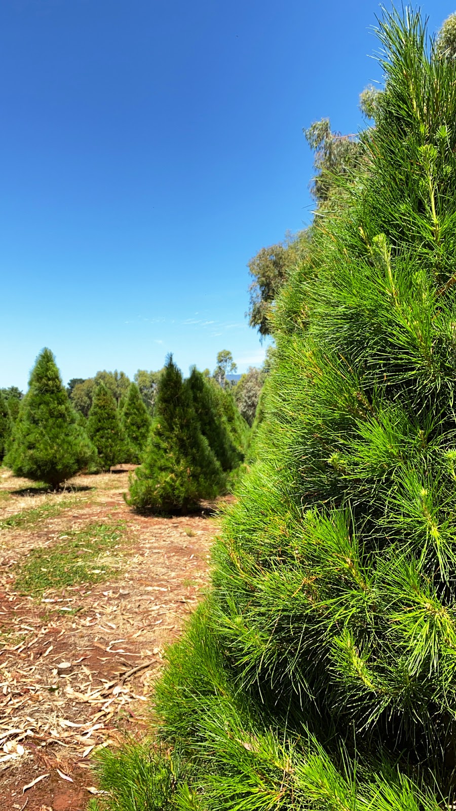 Cobradah Christmas Tree Farm | 85 Monbulk-Seville Rd, Wandin East VIC 3139, Australia | Phone: 0419 395 420