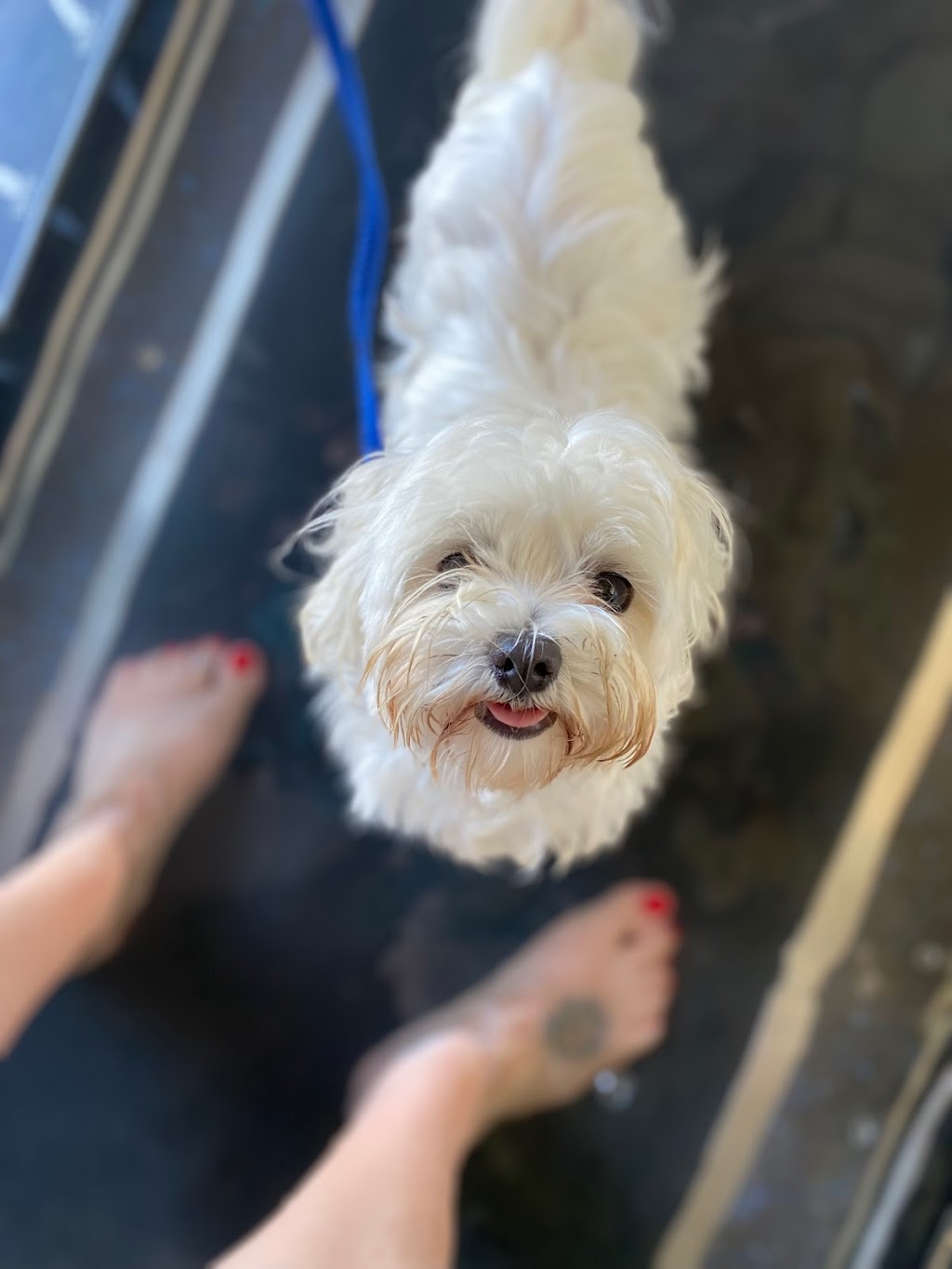Kylies K9 Hydrotherapy | 25 Alkoomie Pl, Wilton NSW 2571, Australia | Phone: 0419 666 673