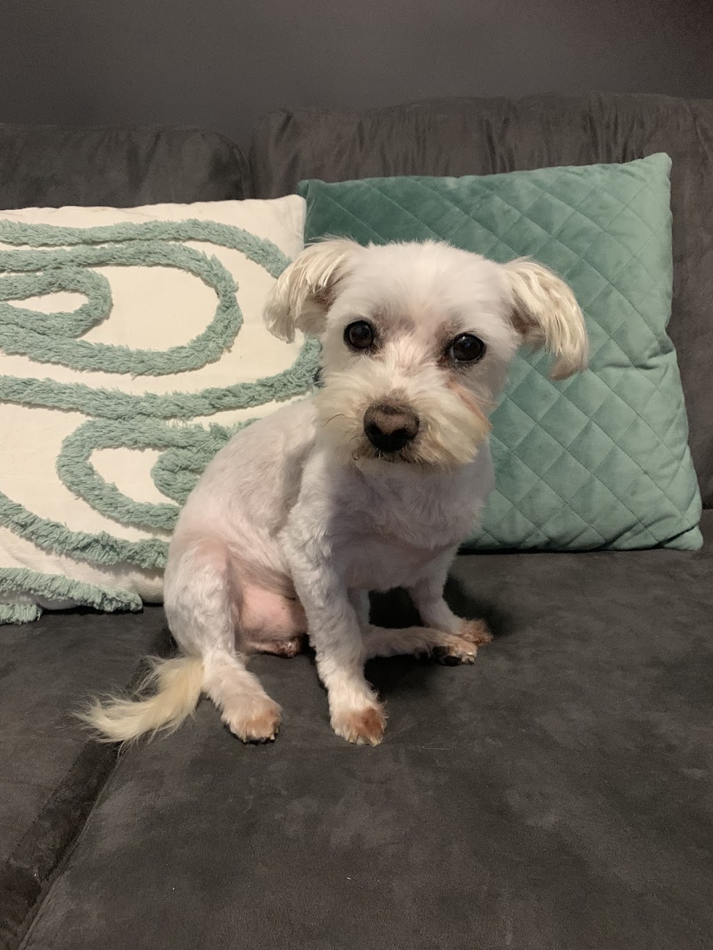 Doggos on Shelomith | 97 Shelomith Dr, Acton Park TAS 7170, Australia | Phone: 0439 984 260