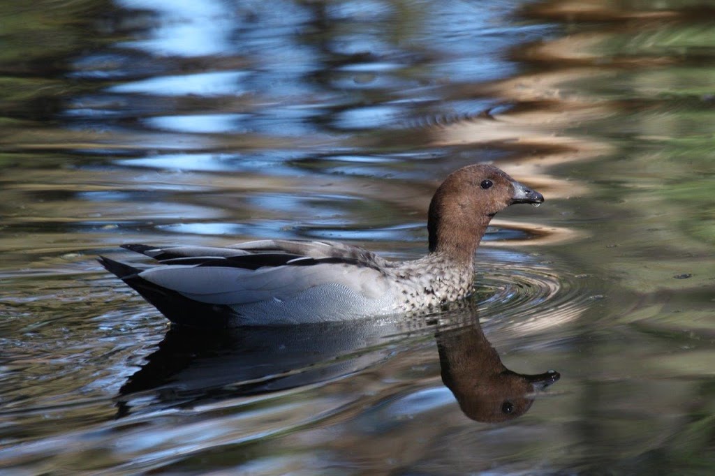 Beauty Park Pond | park | Young St, Frankston VIC 3199, Australia