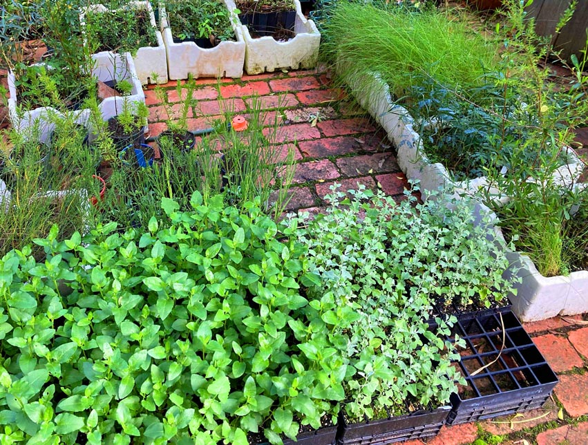 Birds in the Bush Indigenous Plant Nursery | 610 Staughton Vale Rd, Balliang VIC 3340, Australia | Phone: 0401 404 899