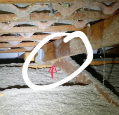 TermitesRus: Termite Inspection Brisbane, Termite control Brisba | home goods store | Ormeau, 27 Lynbrook Ave, Brisbane QLD 4208, Australia | 0403822621 OR +61 403 822 621