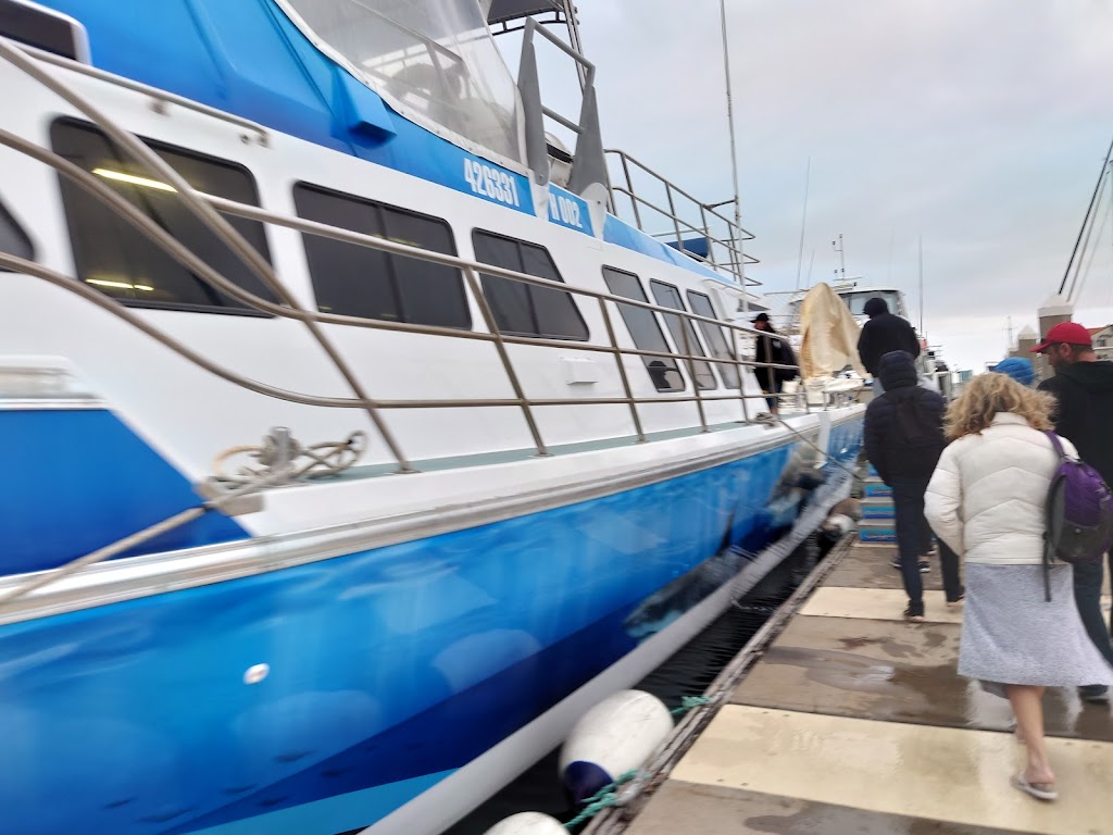 Shark Cage Diving with Calypso Star Charters | 10 S Quay Blvd, Port Lincoln SA 5606, Australia | Phone: (08) 8682 3939