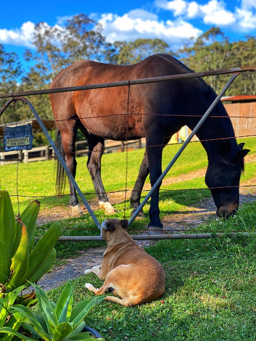 Foxhill Equestrian | 142 Pacific Hwy, Ourimbah NSW 2258, Australia | Phone: 0416 122 259