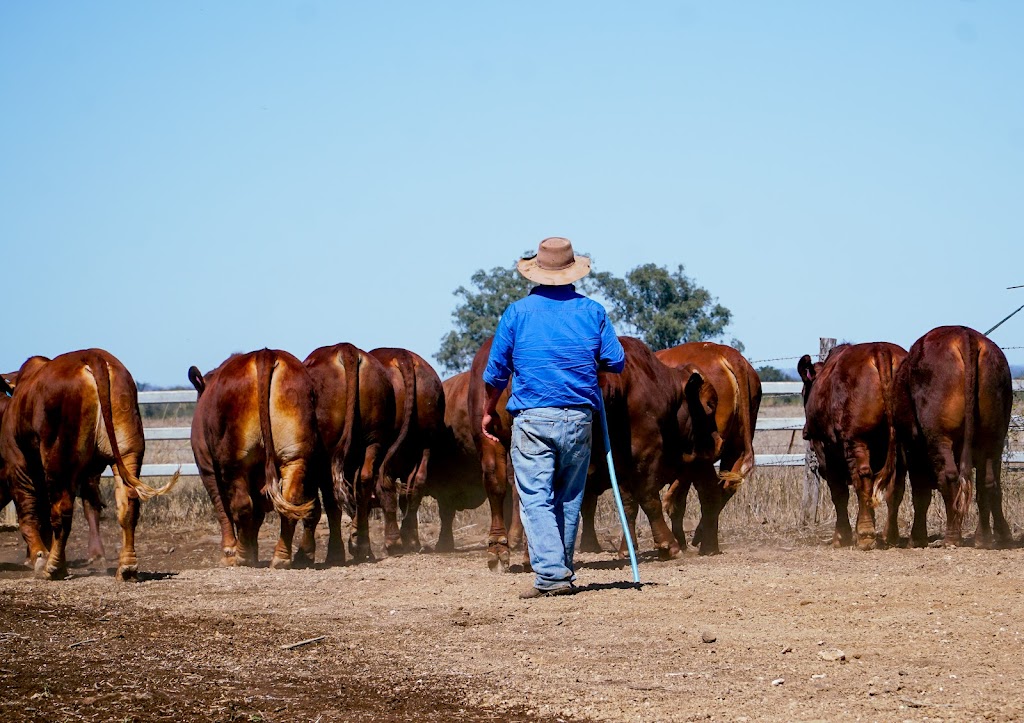 Donaldson Family Sale | 1221 Medway Ducabrook Rd, Lochington QLD 4720, Australia | Phone: 0429 412 804